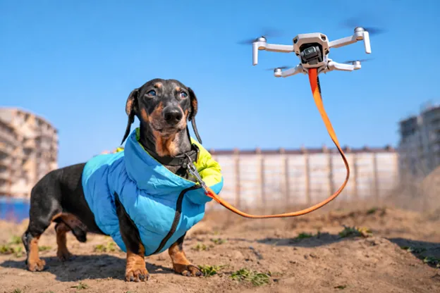 The Best Ways to Monitor Your Pet's Health at Home (Cats & Dogs)