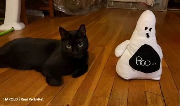 Spooky Myths and Surprising Truths About Black Cats