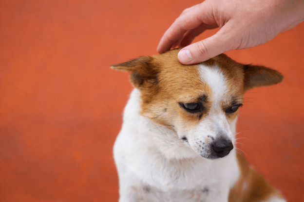 Common Pet Symptoms That Look Serious (But Usually Aren't)