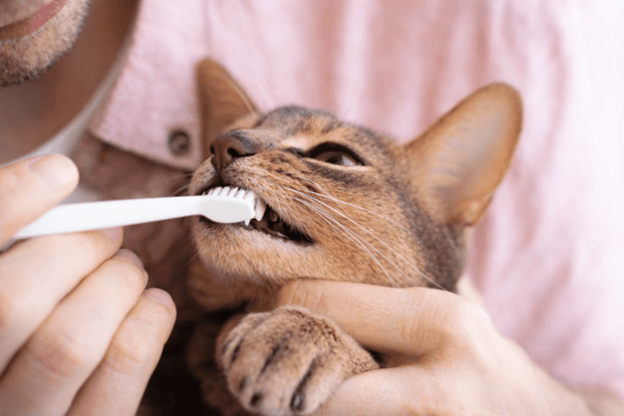 How to Start (and Stick to) a Dental Care Routine for Your Cat