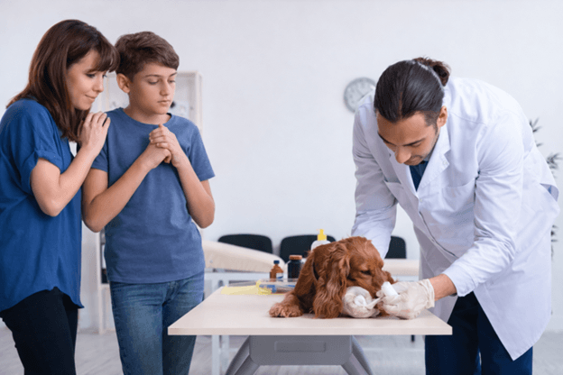 How Long You Should Monitor Your Pet's Symptoms Before Going to the Vet