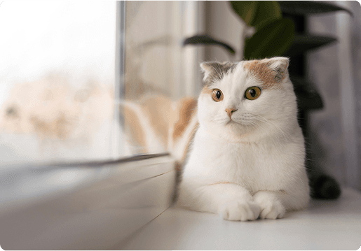 Cat demonstrating data protection